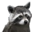 z_raccShake