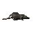 RatSpin