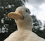 duckhat