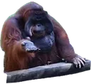 monkey_gib_emote
