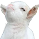 goatAttitude