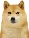 Doge_Stare
