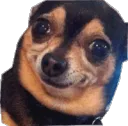Cachorro
