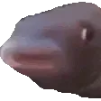 popFish