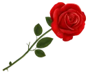 ROSEE ROSEE