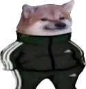 adidog
