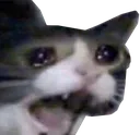 CattoCry
