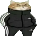 adicat adicat