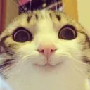 Happycat happycat Discord Emoji