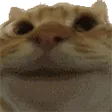 a_catyes
