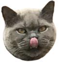 Oggy_blep Discord emoji