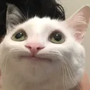 cat2 Discord Emoji
