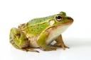 frog Discord Emoji