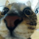 deht
