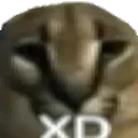 floppaxd