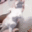 cattowiggle