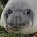 eggcry