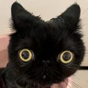 seethe