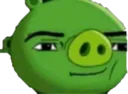 pig