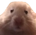 AndyStare AndyStare