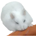 hamBite