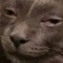 zooted_2
