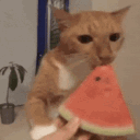 Meloncat meloncat Discord Emoji