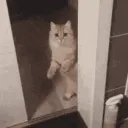 cat_door_close