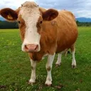 cow cow