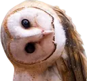 owl_2