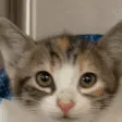 catscream