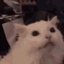 catScream