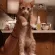 aroundtheworldkitty
