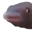 pausefish