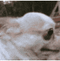AAbuRobM_WhatDog Discord emoji