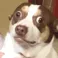 D7_ScaredDoggo