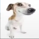 doglmao