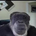monke
