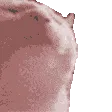 Catjam