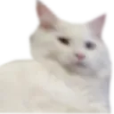 Pussy