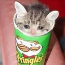 pringlcat