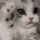 cutecat cutecat