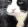 cat_lick2