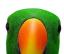 ParrotStare ParrotStare