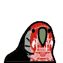 1460_afghanistanparrot