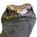 SpottyStare