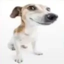 hi hi