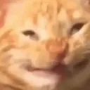 catto_stupidgrin