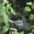 monkE