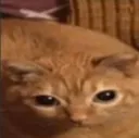 catcade catcade